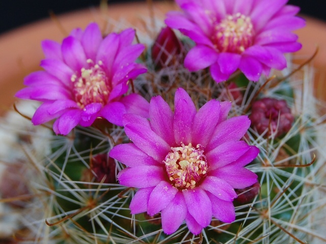 Mammillaria zeilmanniana 