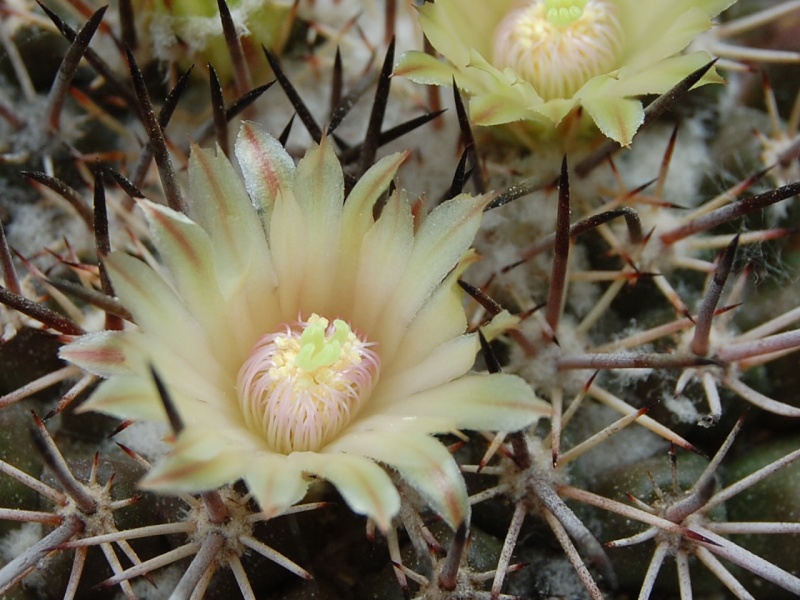 Mammillaria marshalliana 