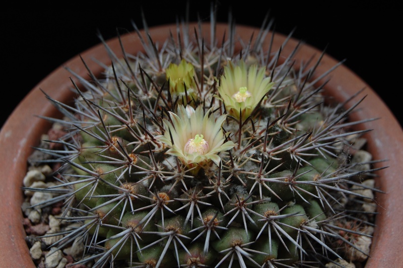 Mammillaria marshalliana 