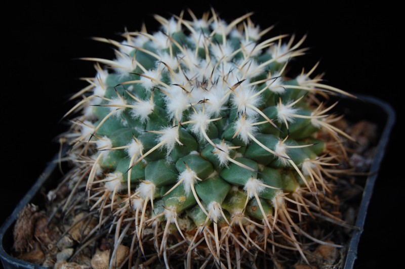 Mammillaria krameri 