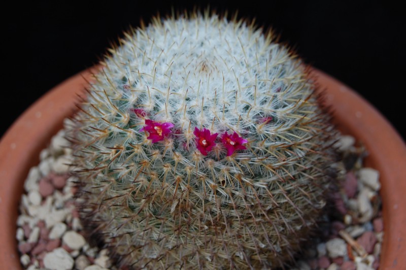 Mammillaria gieseckei 