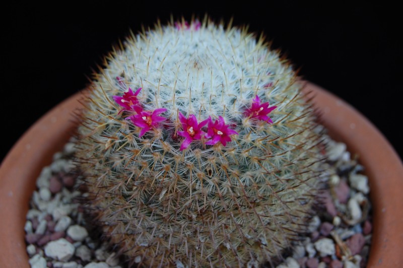 Mammillaria gieseckei 