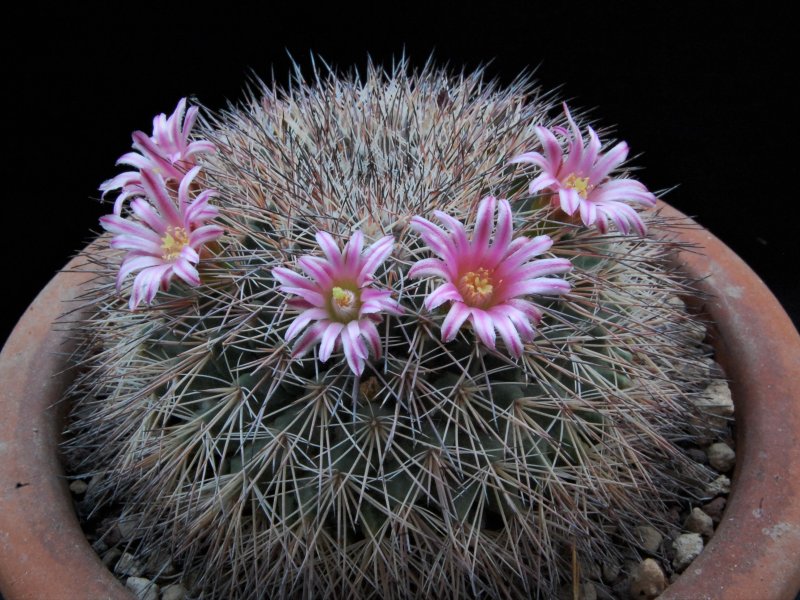 Mammillaria miegiana 