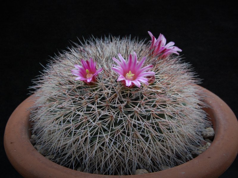 Mammillaria miegiana 