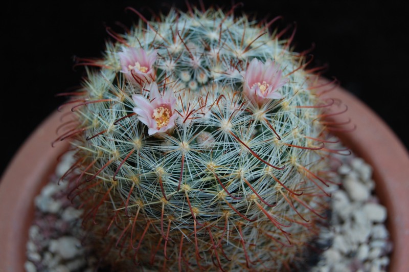 Mammillaria jaliscana LAU 1050