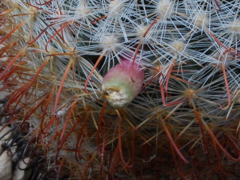 Mammillaria jaliscana LAU 1050