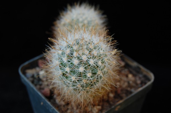 Mammillaria crinita 