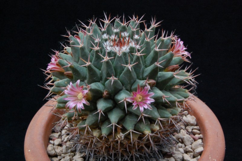 Mammillaria carnea v. tetragona 