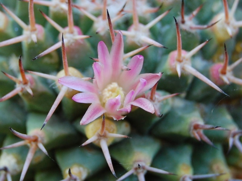 Mammillaria carnea v. tetragona 