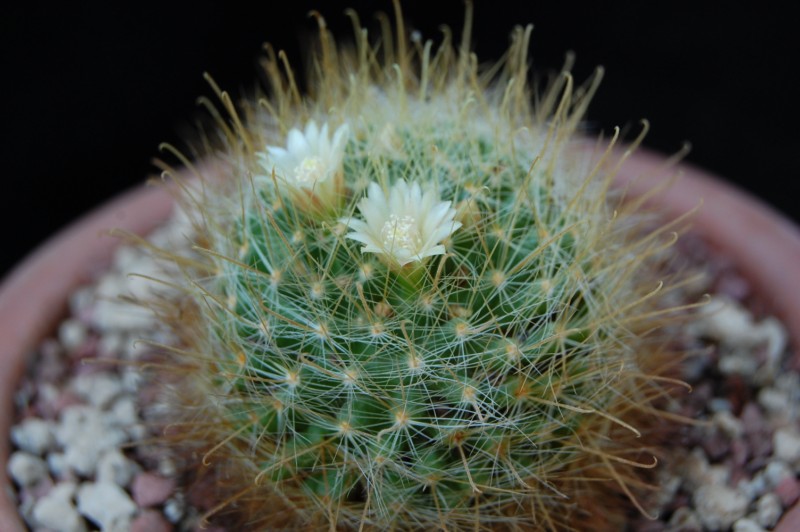 Mammillaria aureoviridis 