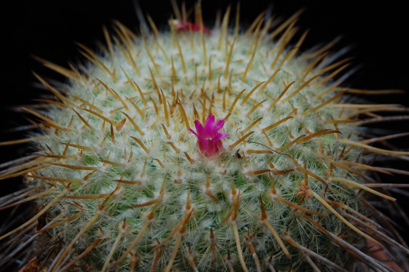 Mammillaria celsiana 