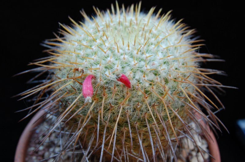 Mammillaria celsiana 