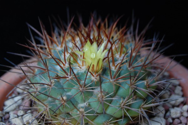 Mammillaria gatesii 