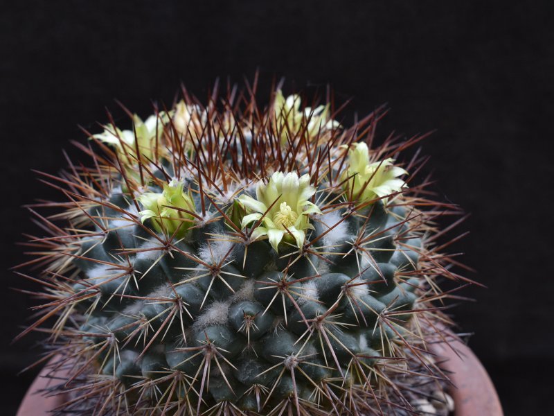 Mammillaria petrophila LAU 52