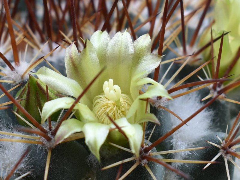 Mammillaria petrophila LAU 52