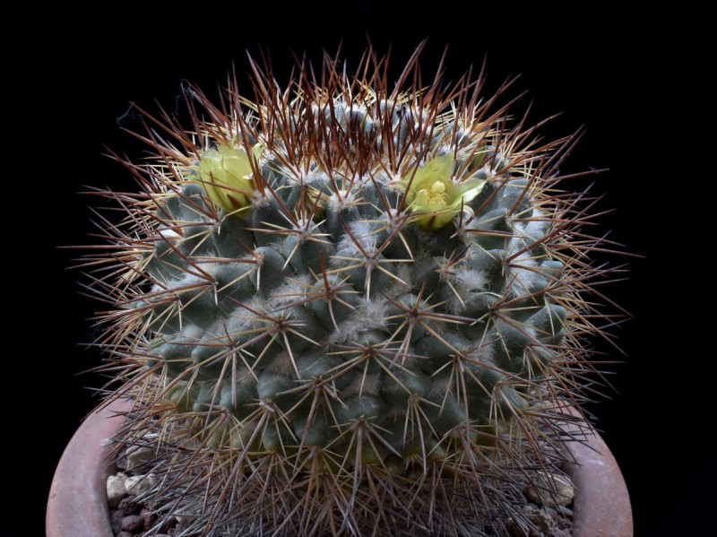 mammillaria gatesii