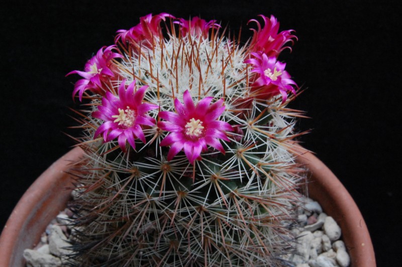 Mammillaria virginis FO 63