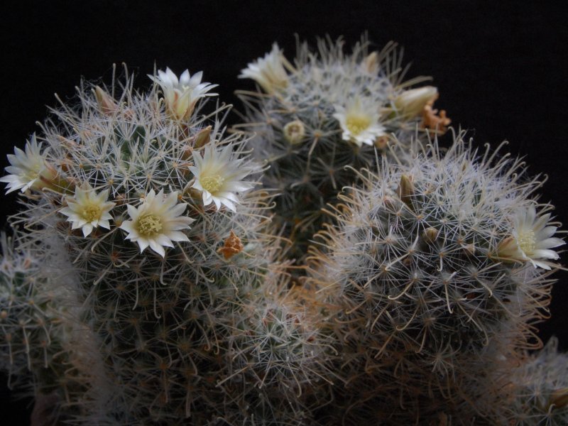 Mammillaria puberula 