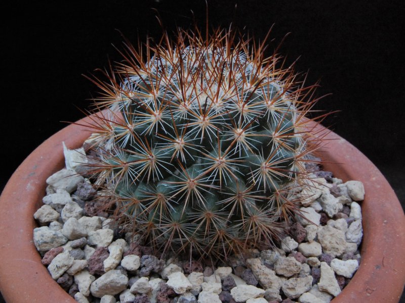 Mammillaria albrechtiana ML 386