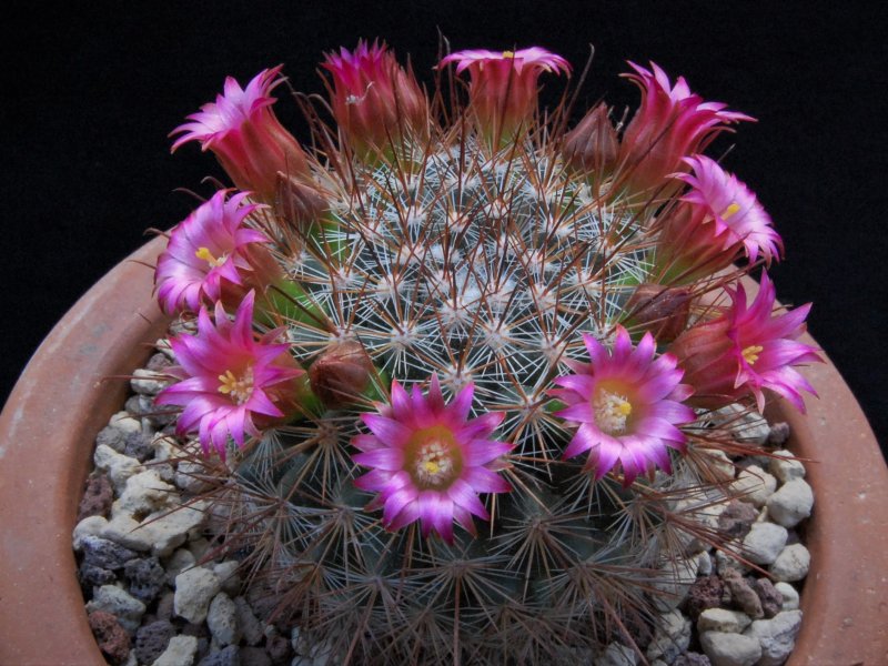 Mammillaria albrechtiana ML 386