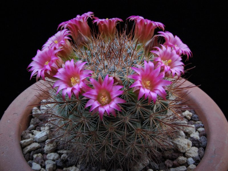 Mammillaria albrechtiana ML 386