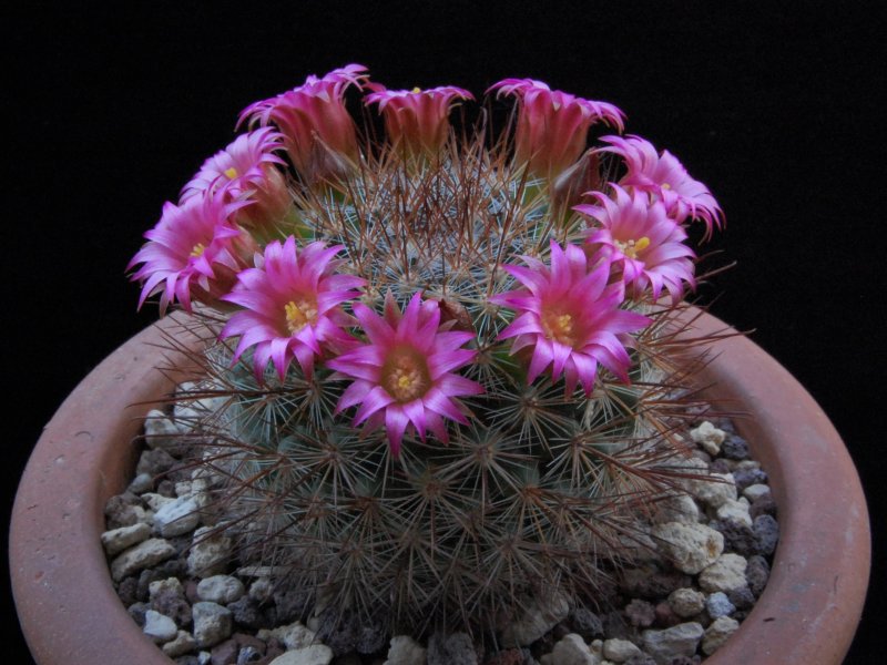 Mammillaria albrechtiana ML 386