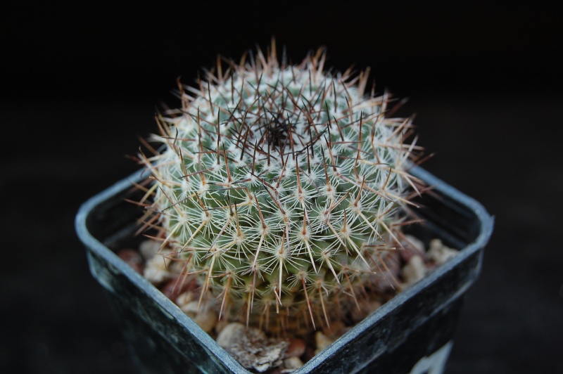 Mammillaria chionocephala MK 87.350