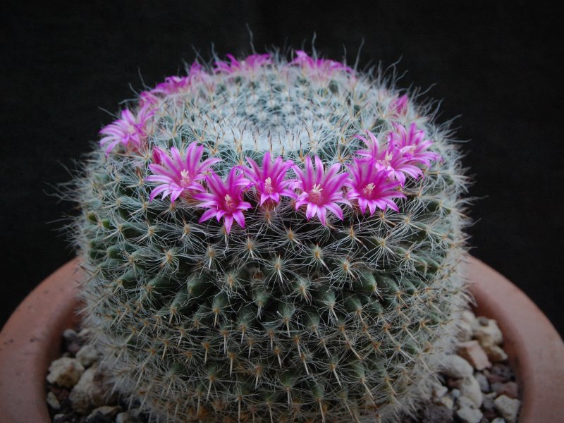 Mammillaria hahniana 