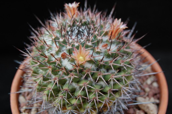 Mammillaria carnea v. cirrosa 