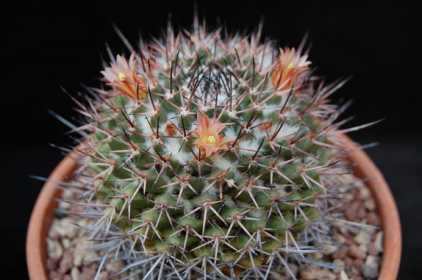 Mammillaria carnea v. cirrosa 