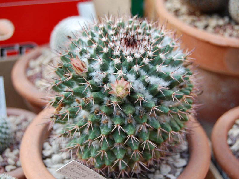 Mammillaria carnea v. cirrosa 