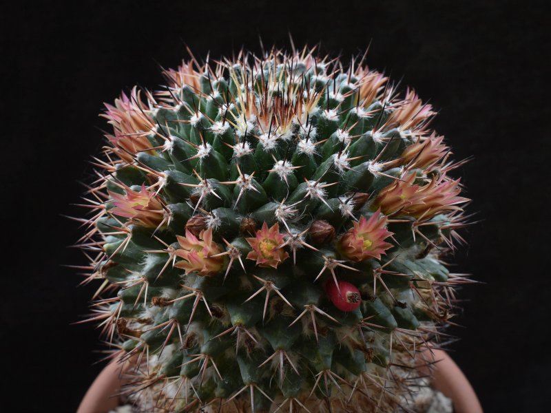 Mammillaria carnea v. cirrosa 