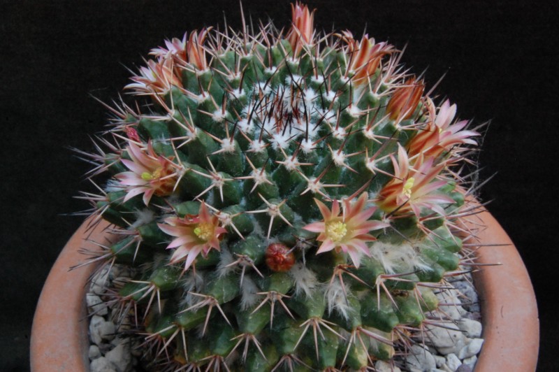 mammillaria carnea v. cirrosa