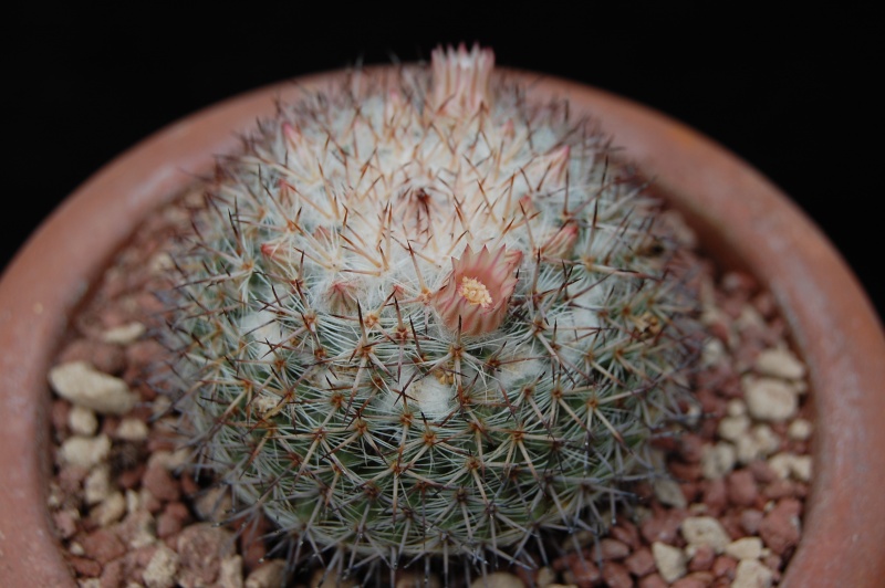 Mammillaria caerulea 