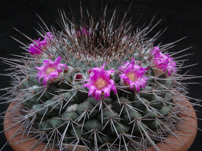 Mammillaria craigii ROG 637