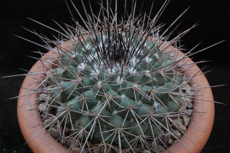 Mammillaria craigii ROG 637