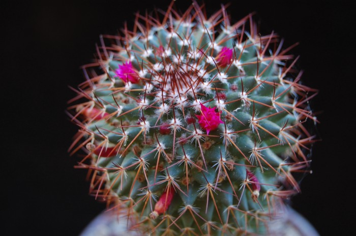 mammillaria diacentra