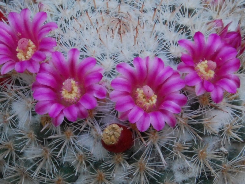 Mammillaria geminispina ssp. leucocentra REP 1049