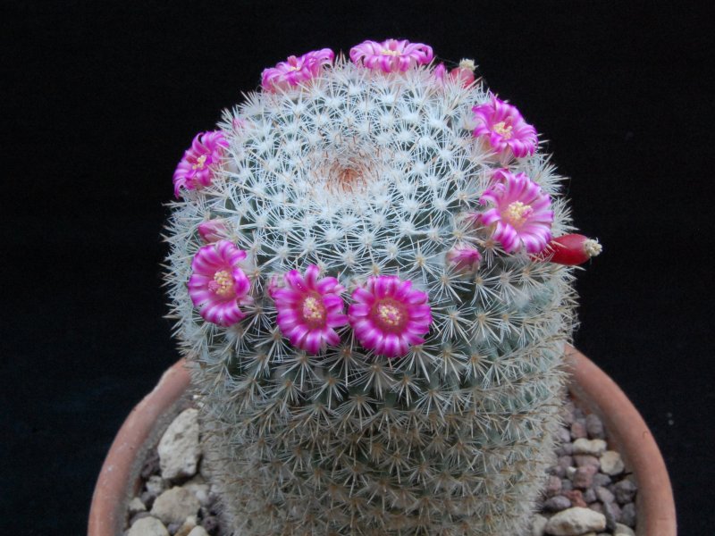 Mammillaria geminispina ssp. leucocentra REP 1049