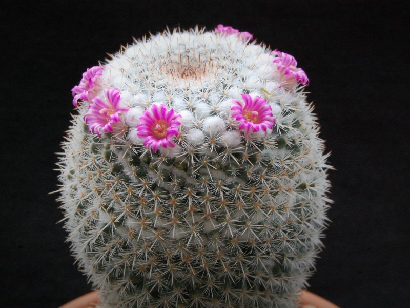 Mammillaria geminispina ssp. leucocentra REP 1049