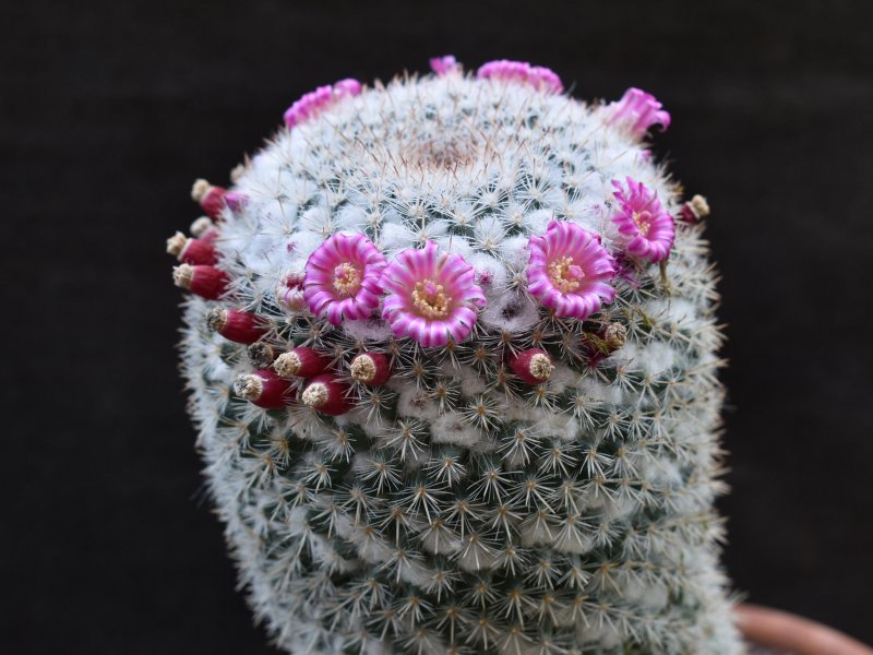 Mammillaria geminispina ssp. leucocentra REP 1049