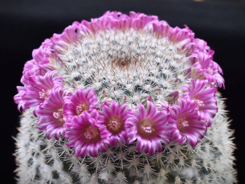 Mammillaria geminispina ssp. leucocentra REP 1049