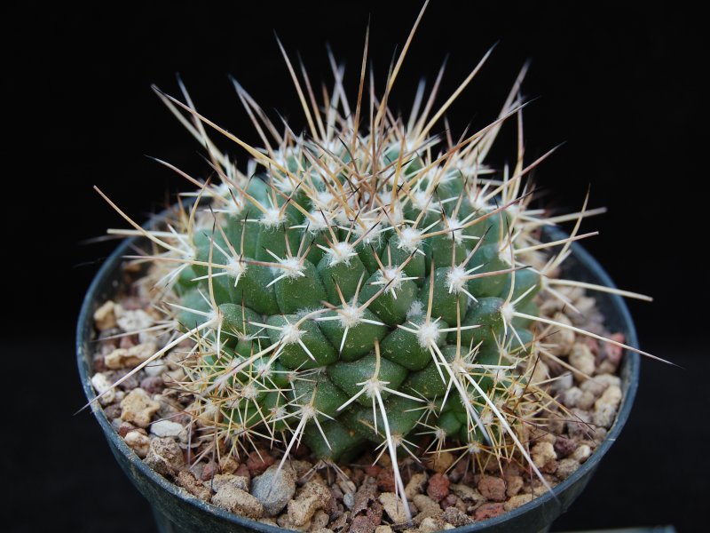 Mammillaria angularis MM 159