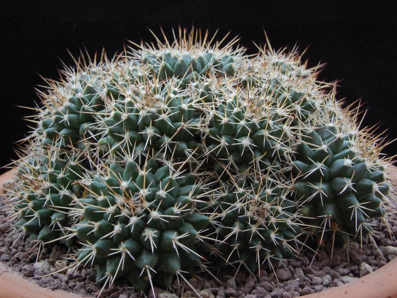 Mammillaria angularis MM 159