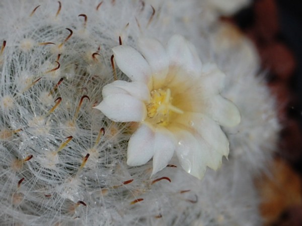 Mammillaria glassii ssp. ascensionis 