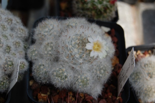 Mammillaria glassii ssp. ascensionis "fiore bianco" SB 754