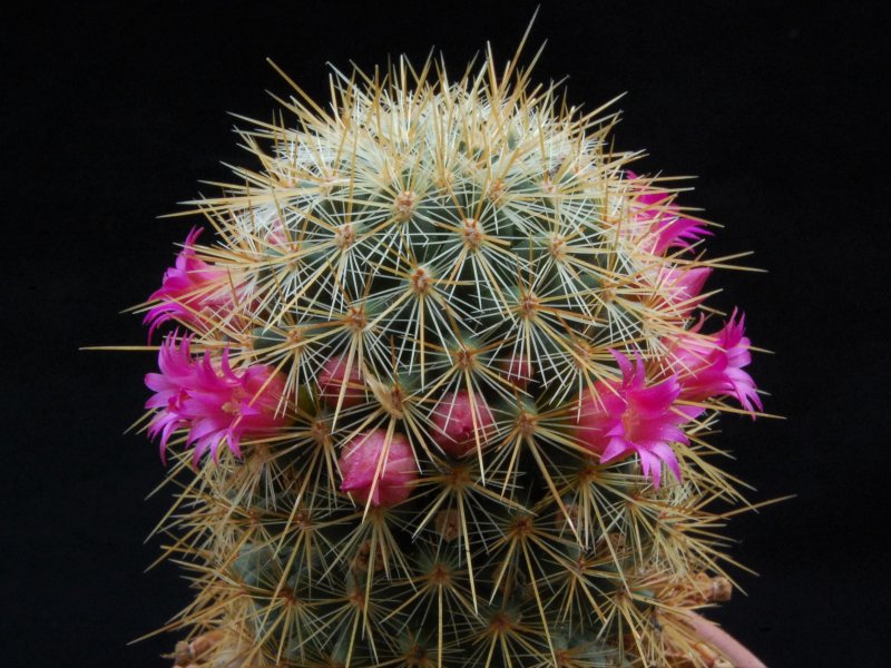 Mammillaria rekoi ssp. aureispina LAU 1055