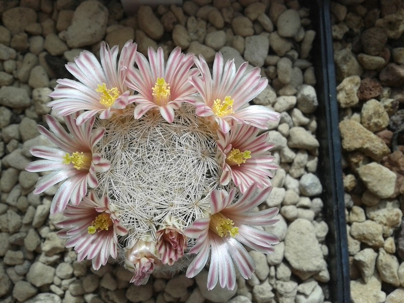 Mammillaria lasiacantha SB 988