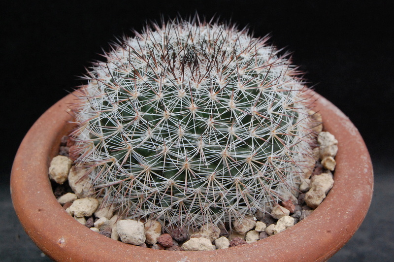 Mammillaria sinforosensis ssp. marionae ROG 715