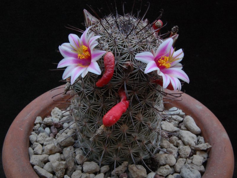 Mammillaria swinglei KKR 127